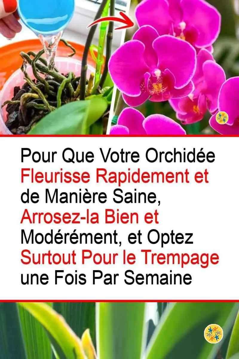 4 Astuces pour une Floraison d'Orchidée Irréprochable 10 L'importance d'hydratation dans la floraison de l'orchidée