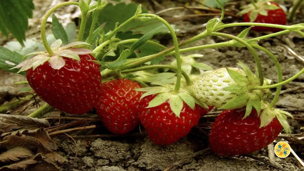 Informations sur la culture des fraises
