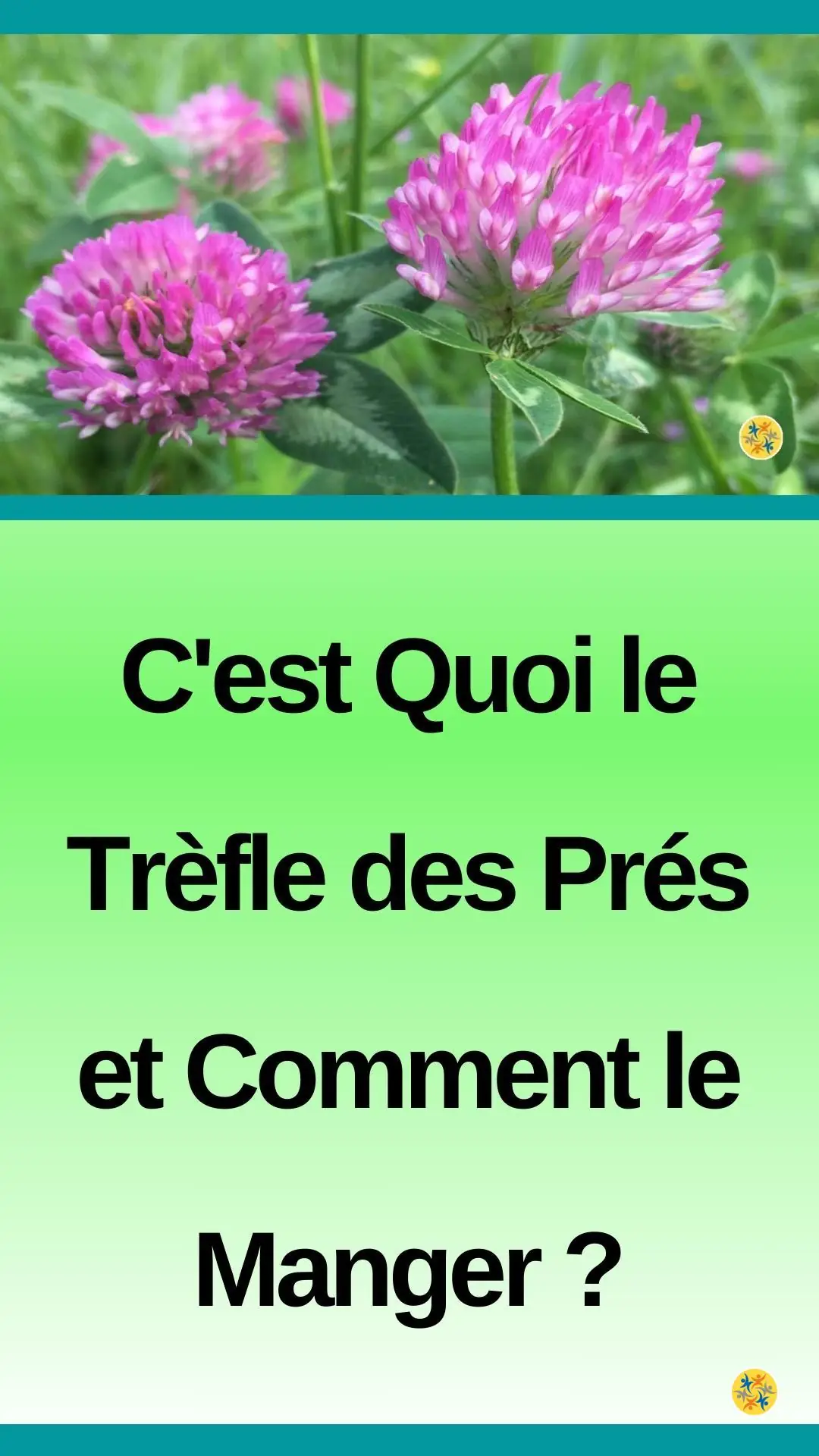Des informations utiles sur le trifolium pratense 