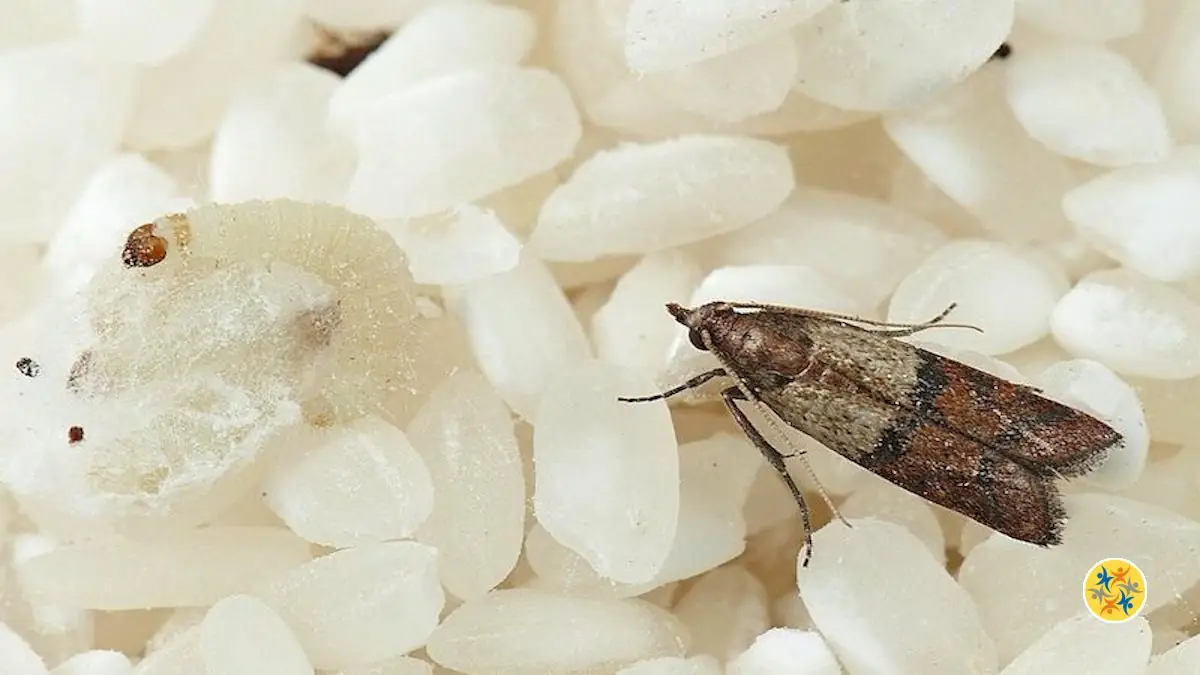 Comment Savoir si l'On a des Mites Cachés dans notre Garde-manger?