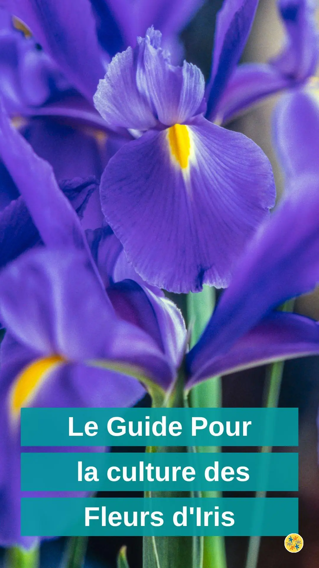 Voici les différentes espèces d'iris et comment les cultiver  
