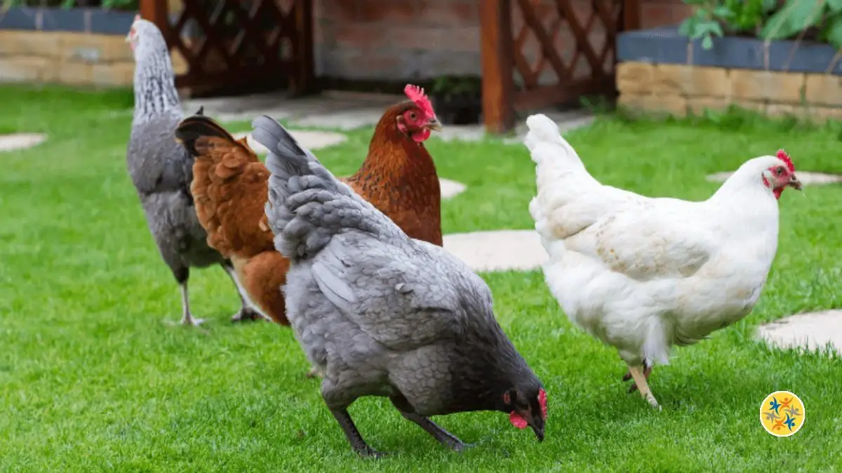 Laisser les poules courir dans le jardin le plus possible