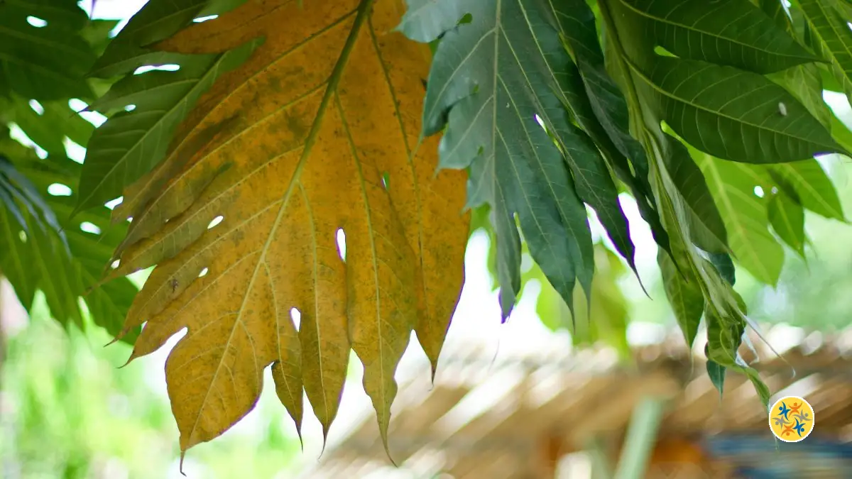 Vos plantes vous parlent : savez-vous lire les signes de leurs feuilles ?