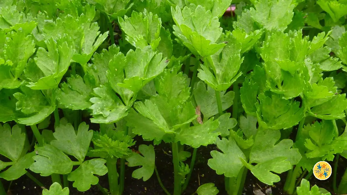7 légumes que vous pouvez acheter une fois et cultiver pour toujours
