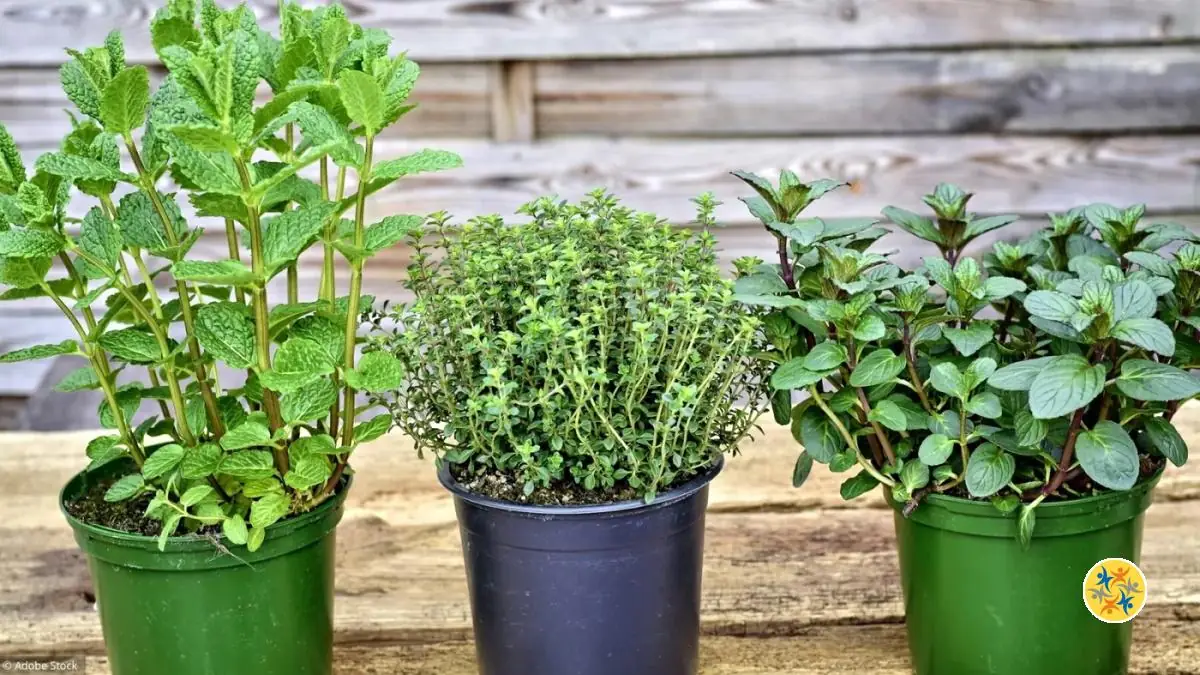 Top 6 des Légumes que Vous Pouvez Cultiver à l'Intérieur 6 Astuce pour avoir des herbes aromatiques toute l'année