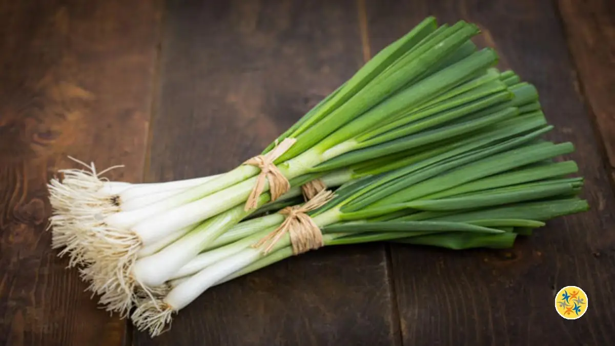 Top 6 des Légumes que Vous Pouvez Cultiver à l'Intérieur 5 Comment cultiver de l'oignon vert ?