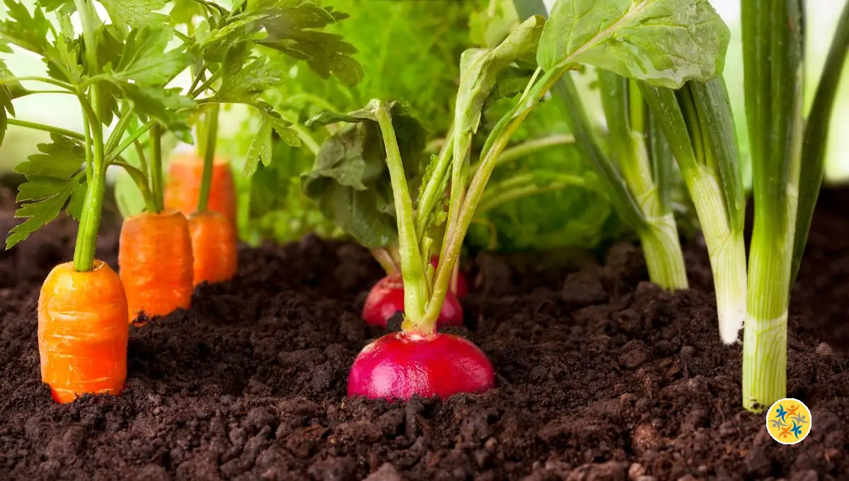 Les Légumes à Planter en Janvier