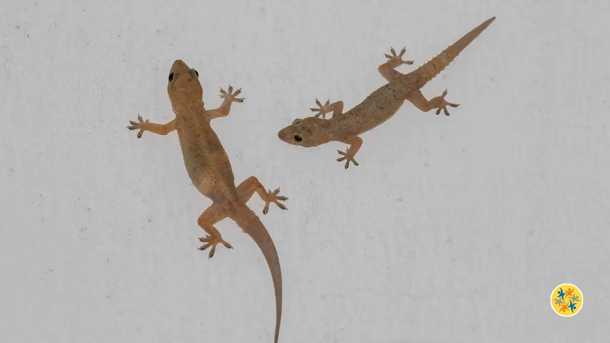 Un lézard dans la maison ? Voici quoi faire sans lui nuire