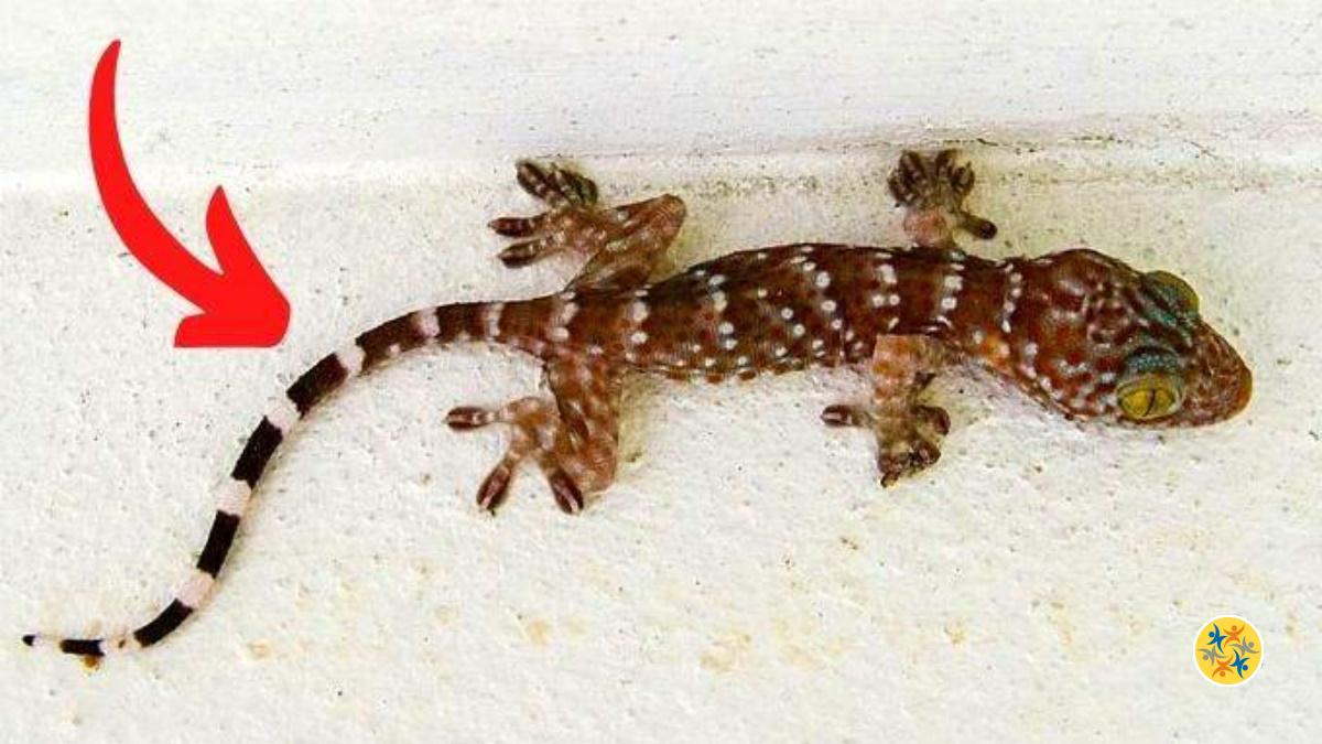 Des Lézards à la Maison ? 2 Raisons pour Lesquelles vous ne Devez plus les Éliminer