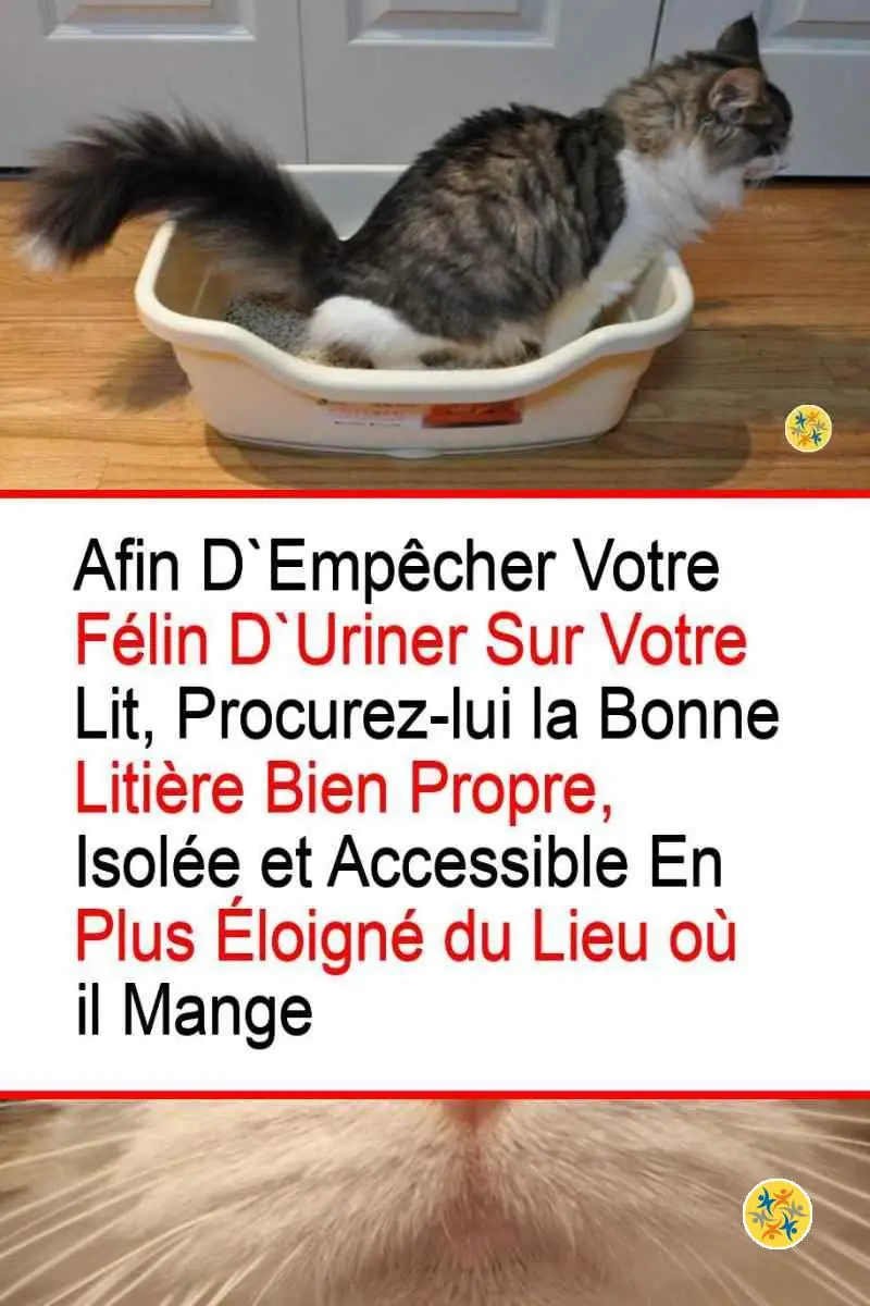 4 Raisons qui Expliquent un Pipi de Chat sur votre Propre Matelas 4 Lien entre le pipi du chat et les critères de sa litière
