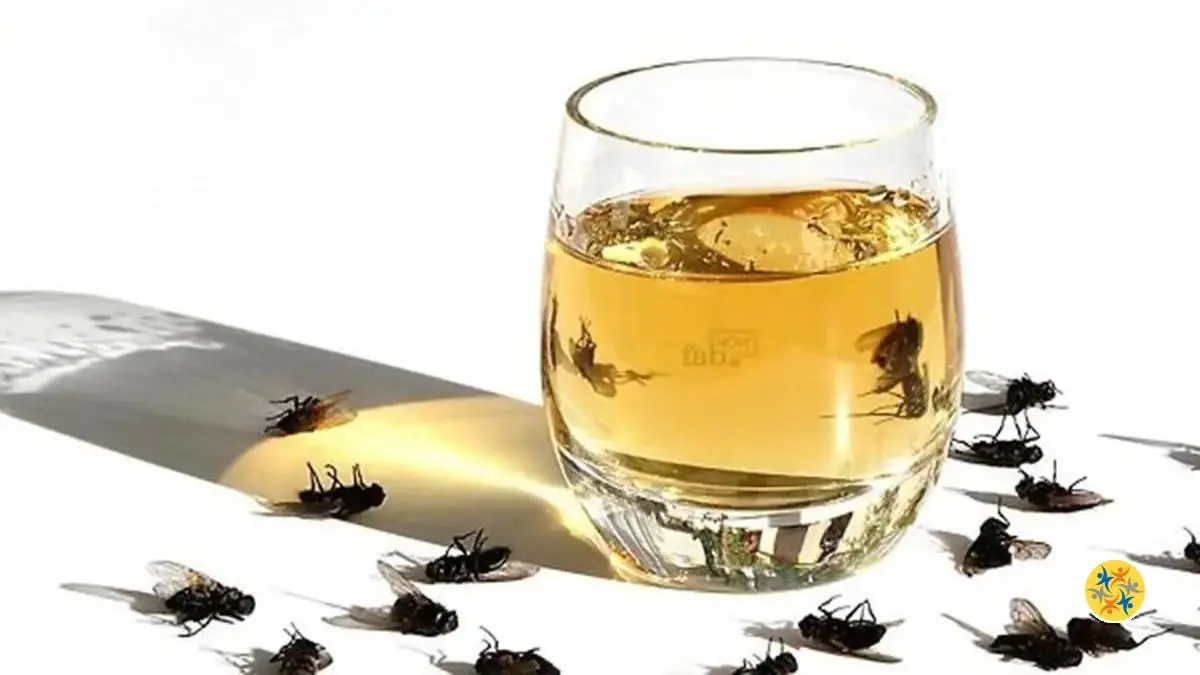 Luttez Contre les Mouches à Fruits Avec 4 Trucs Faciles 32 L'astuce pour lutter contre les mouches avec le vinaigre de cidre