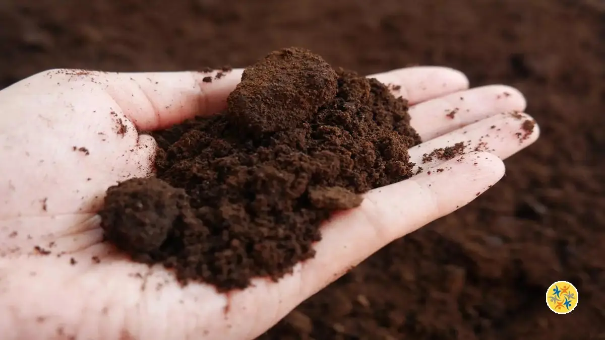 Lutter contre les fourmis avec le marc de café