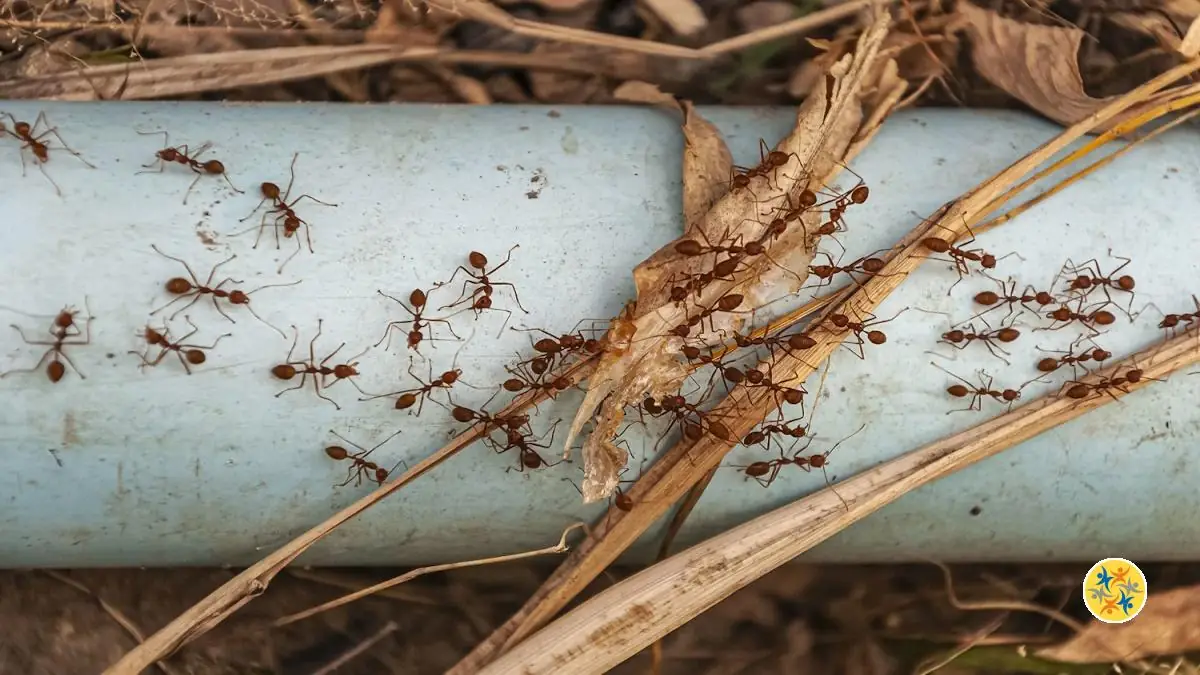3 Recettes Naturelles pour Éliminer les Puces, les Fourmis et les Cafards chez Vous