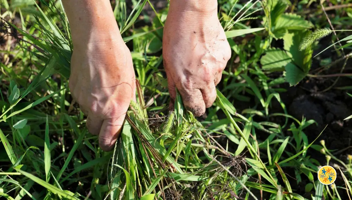 Éliminez les Mauvaises Herbes avec cette méthode naturelle