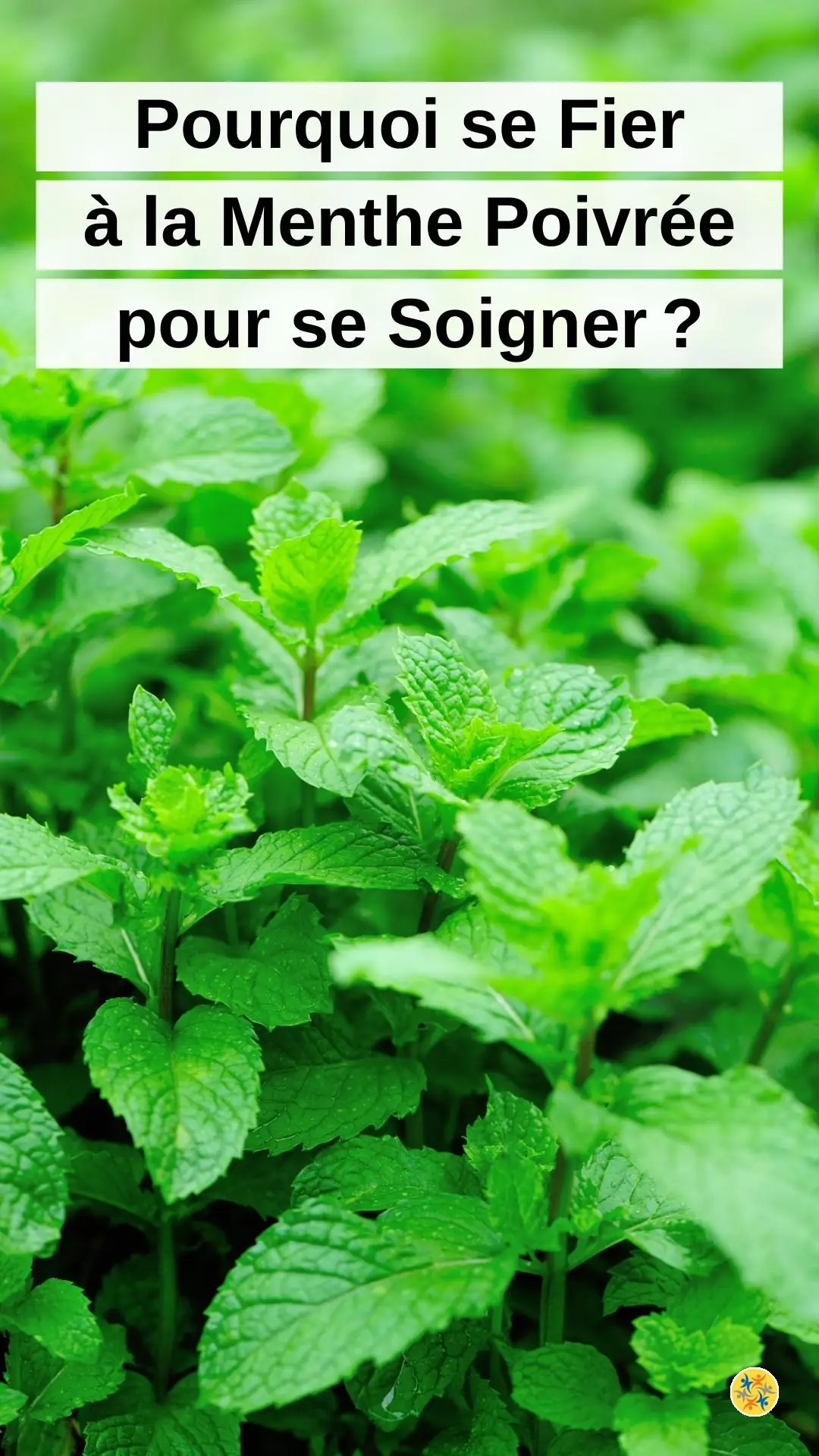 Vertus nombreuses d'une herbe aromatique 