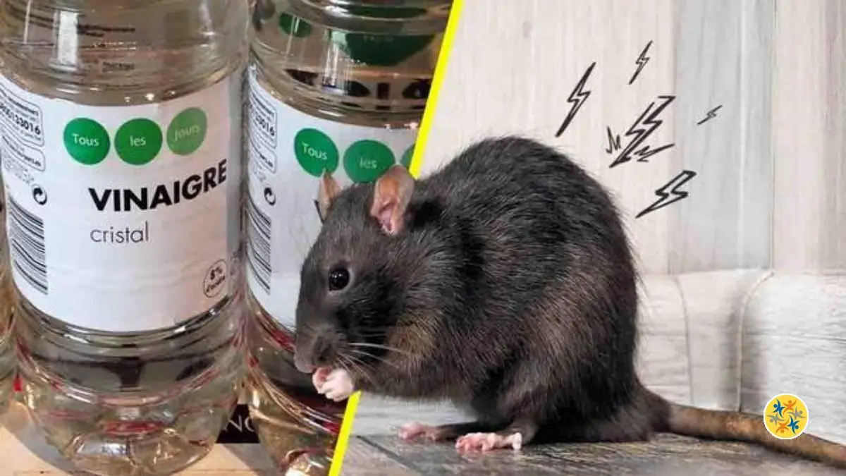 5 Méthodes Pour Lutter Contre les Rats et Leur Invasion à la Maison et au Jardin