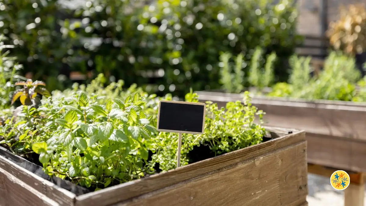 Comment Créer un Mini-Potager avec Peu d’Espace