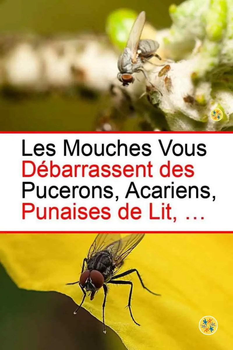 A Quoi Servent les Mouches ? Voici 5 Vertus de Ces Insectes 12 les mouches mangent les acariens et les pucerons