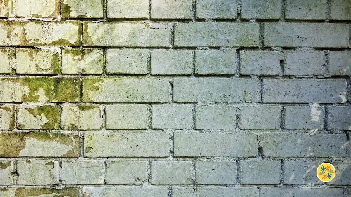 Déshumidificateur maison moule - Anti-moisissure pour mur intérieur