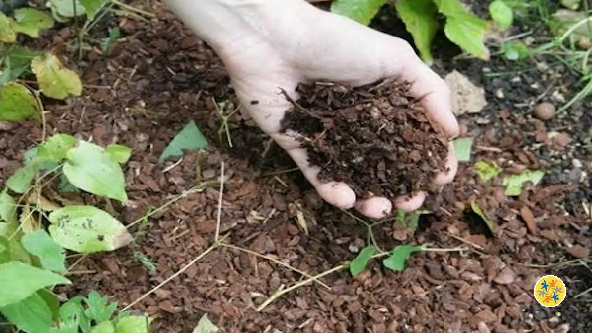 Faites un Paillis Naturel Efficace en Recyclant Vos Déchets Verts