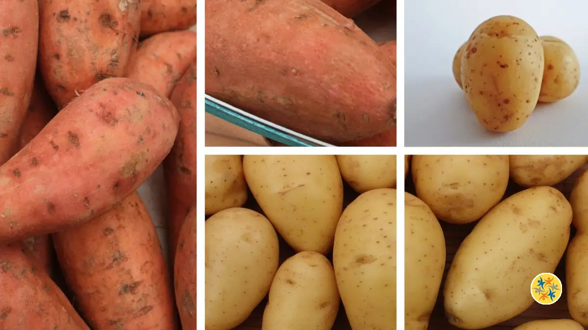 Patate Douce ou Pomme de Terre : Lequel Choisir ?