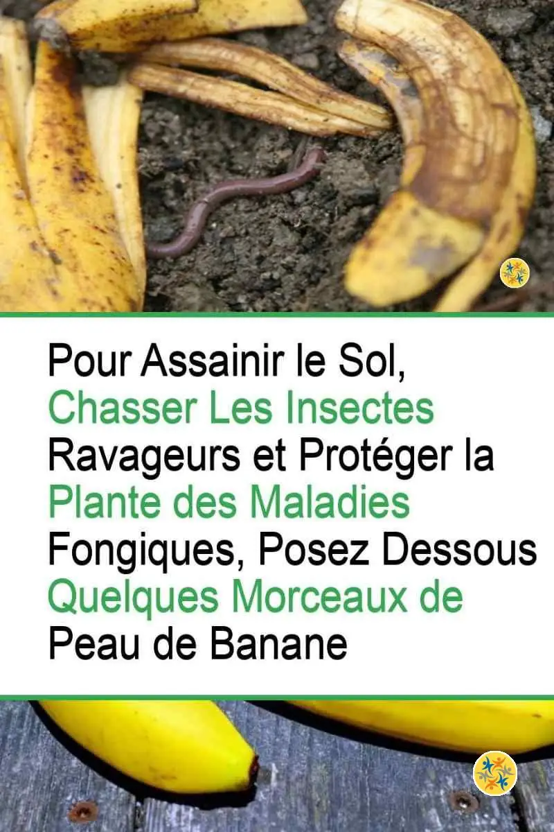 Repoussez les Nuisibles en recourant à 5 Solutions Vertes et Sûres 8 Pelure de banane et son pouvoir contre les nuisibles