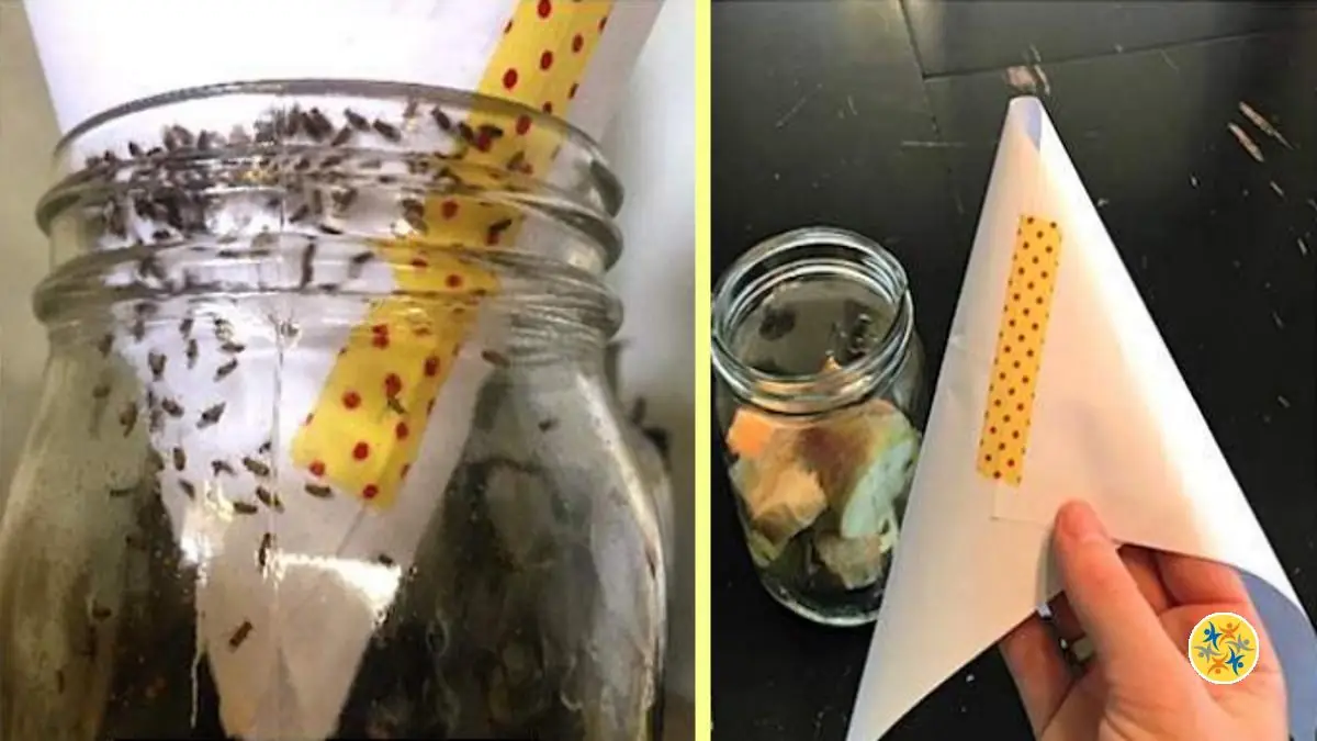 Lutter contre les Moucherons un Piège Naturel en 2 Minutes