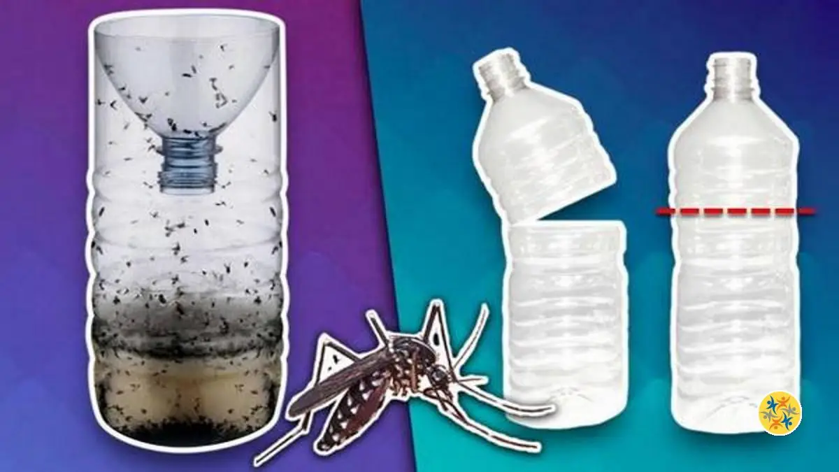 Piege A Mouche Efficace Fait Maison Ventana Blog