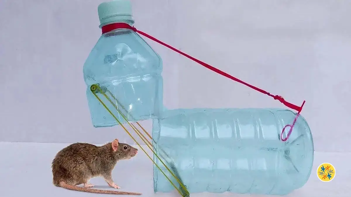 Comment Faire un Piège à Souris Avec Seulement une Bouteille en Plastique?