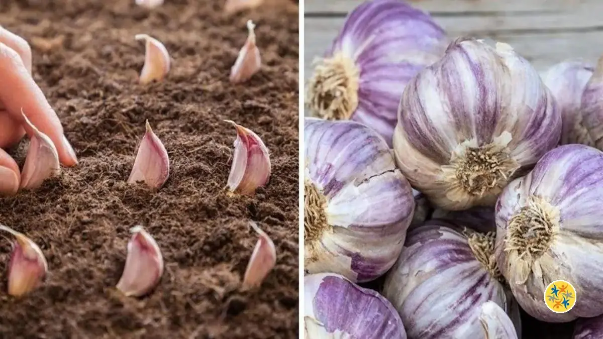 Ail en Pot Astuces Efficaces pour une Culture Réussie