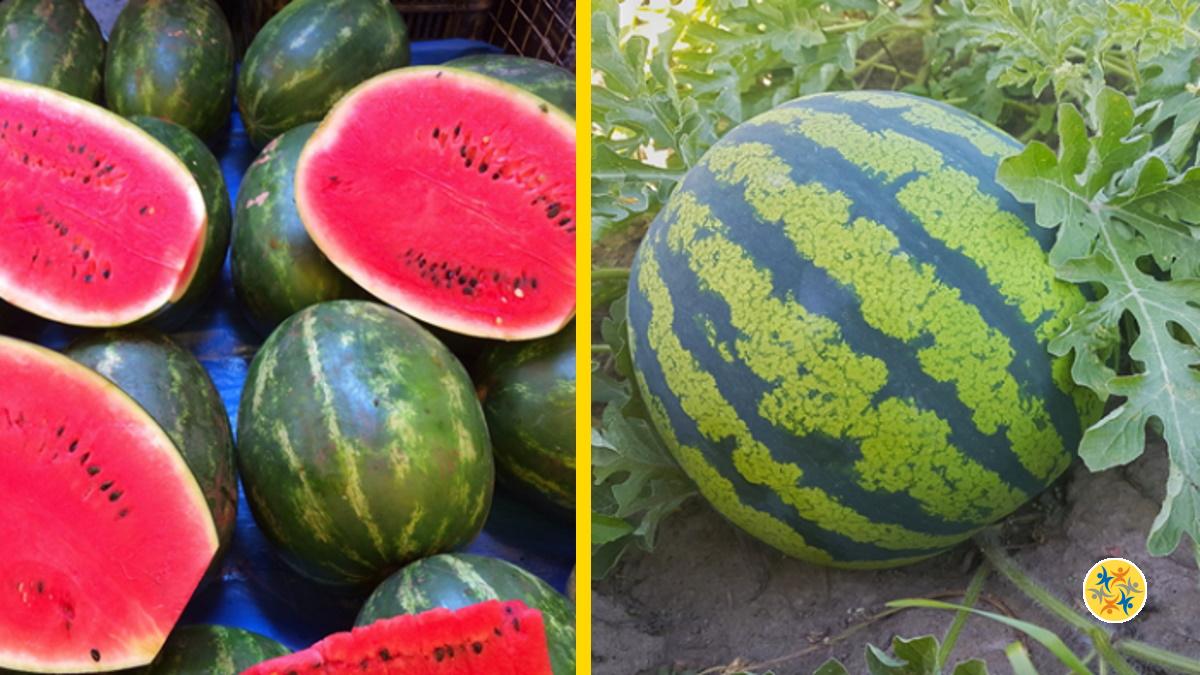 La Plantation de Pastèque et 4 Conditions Favorables pour Réussir cette Mission