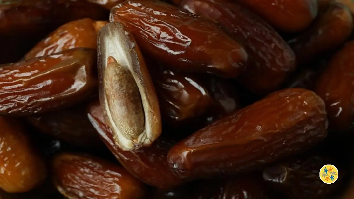 6 Conseils Pour Réussir la Plantation d’un Petit Palmier à Partir d’un Noyau