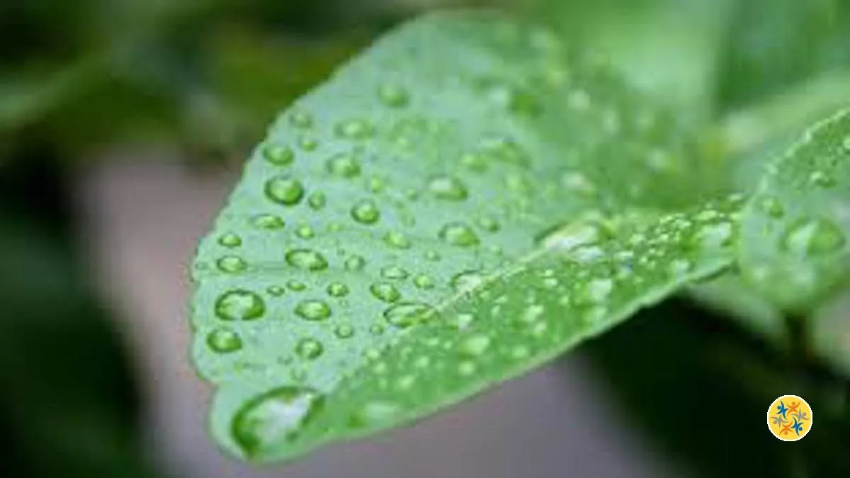 3 Plantes pour un air plus frais chez vous