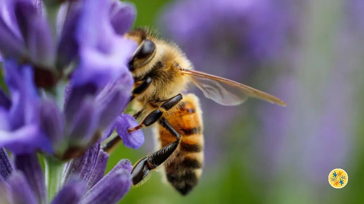 Les 5 Meilleures Plantes pour Attirer les Pollinisateurs