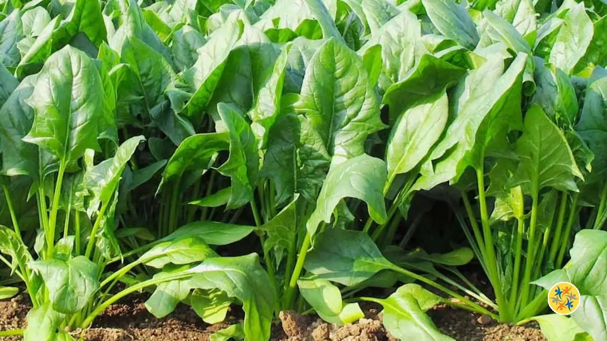 5 Plantes Rustiques à Cultiver en Automne pour une Belle Récolte Printanière 14 semer des graines et planter des betteraves