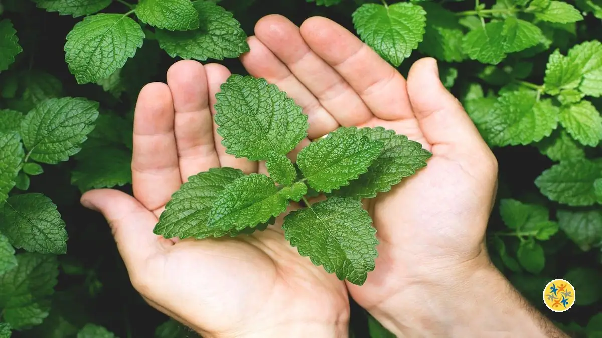 La Menthe : Comment la Planter et la Multiplier?