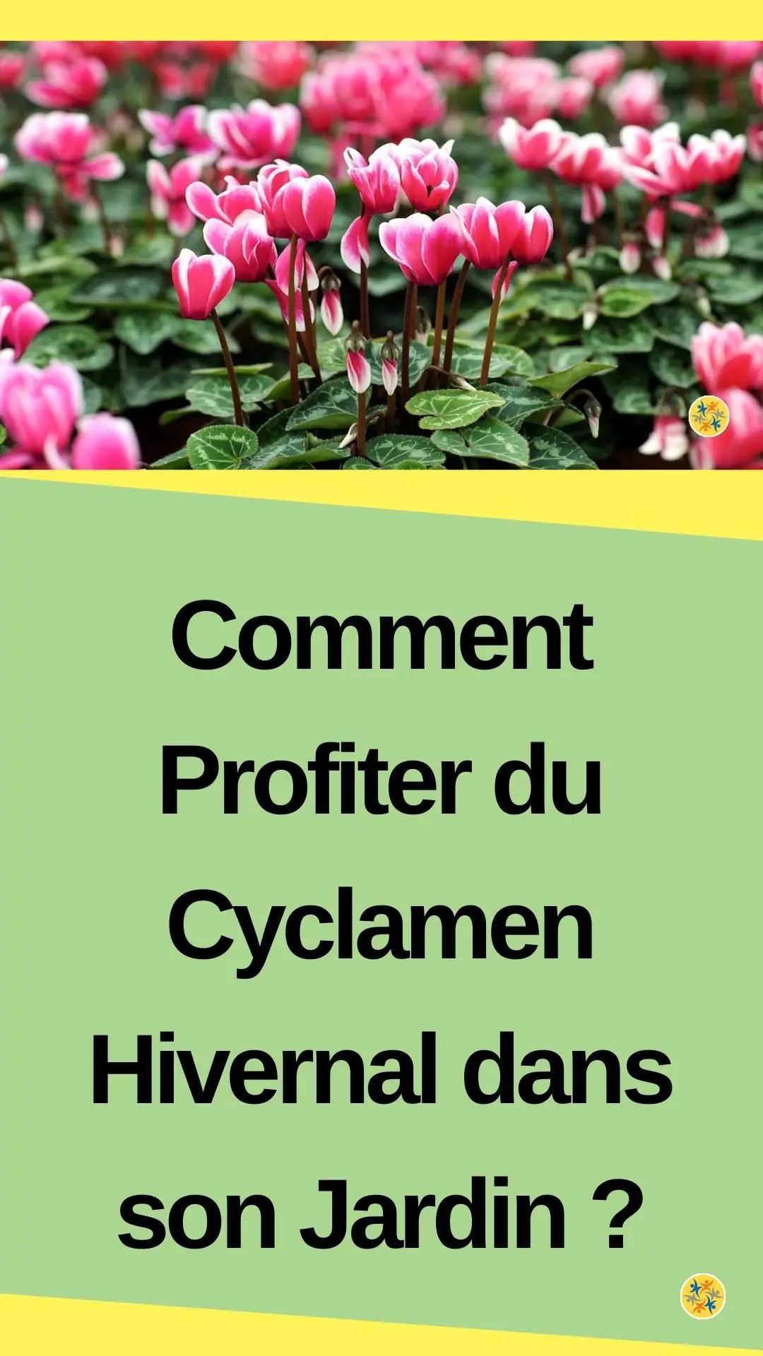 Plantation d'une fleur d'hiver et le guide à suivre 