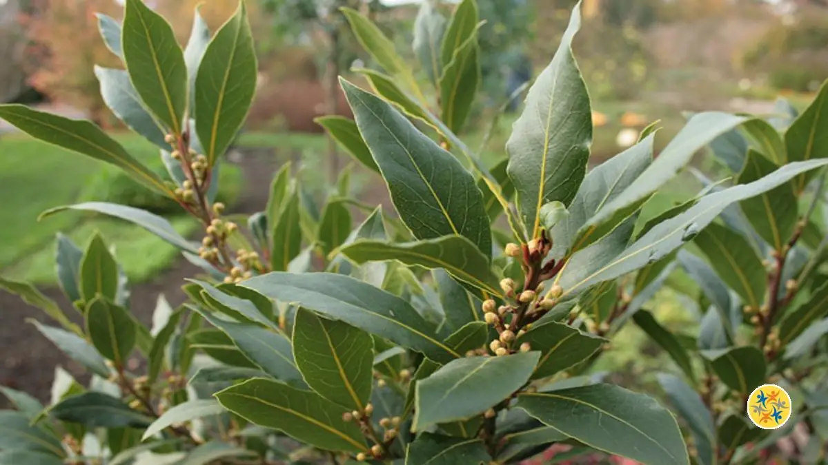 Faites de ces 5 Plantes un Allié pour Purifier votre Maison 11 Astuce pour purifier sa maison avec des feuilles de laurier