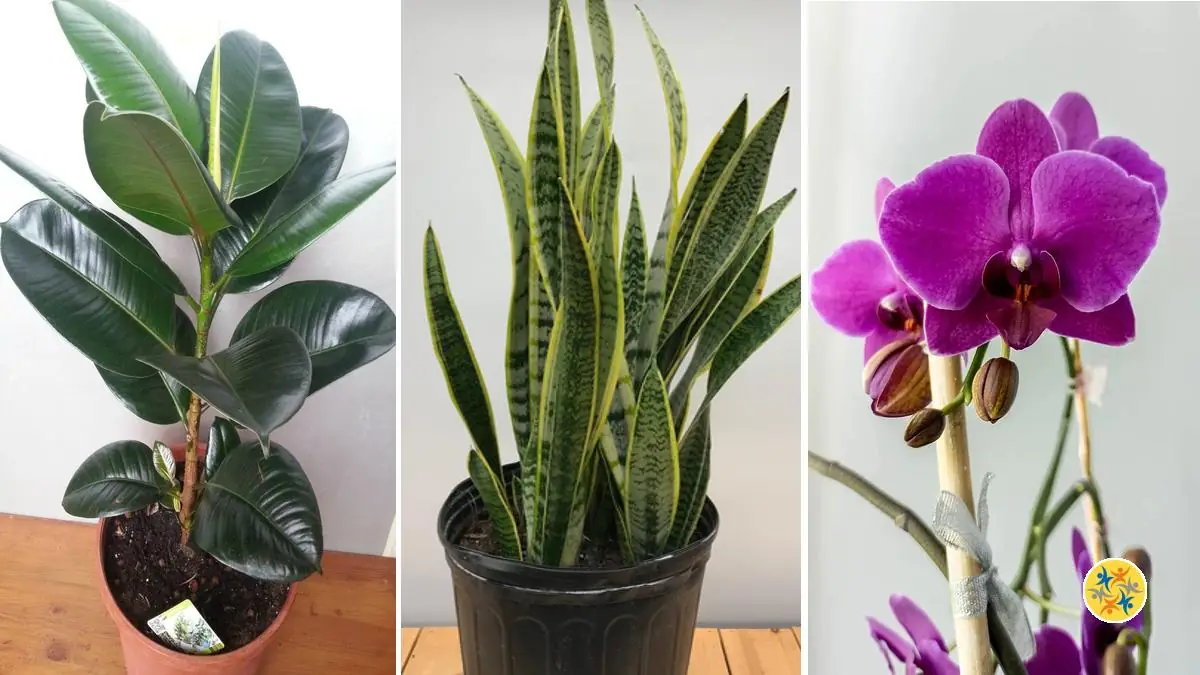 Pour un Air Pur et Sain voici 3 Plantes Curatives