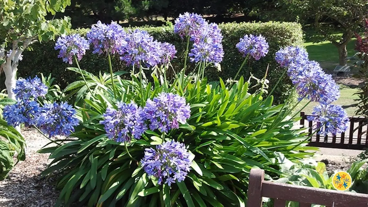4 Plantes Pour Jardinières Très Durables Cultivables en Pots