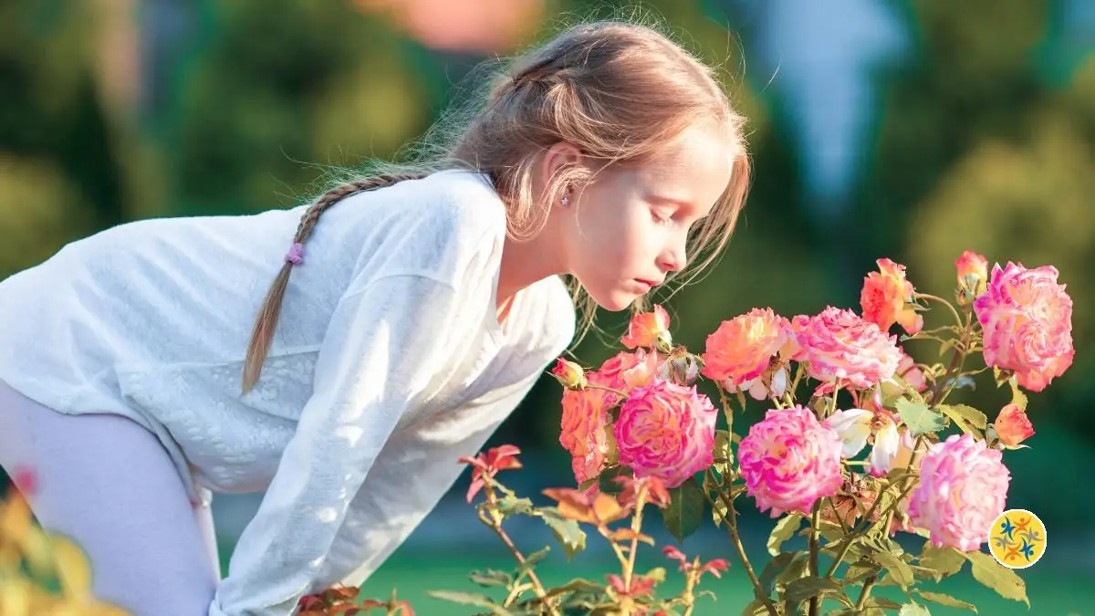 Un Jardin Parfumé: 12 Plantes pour Embellir et Parfumer Votre Espace Vert