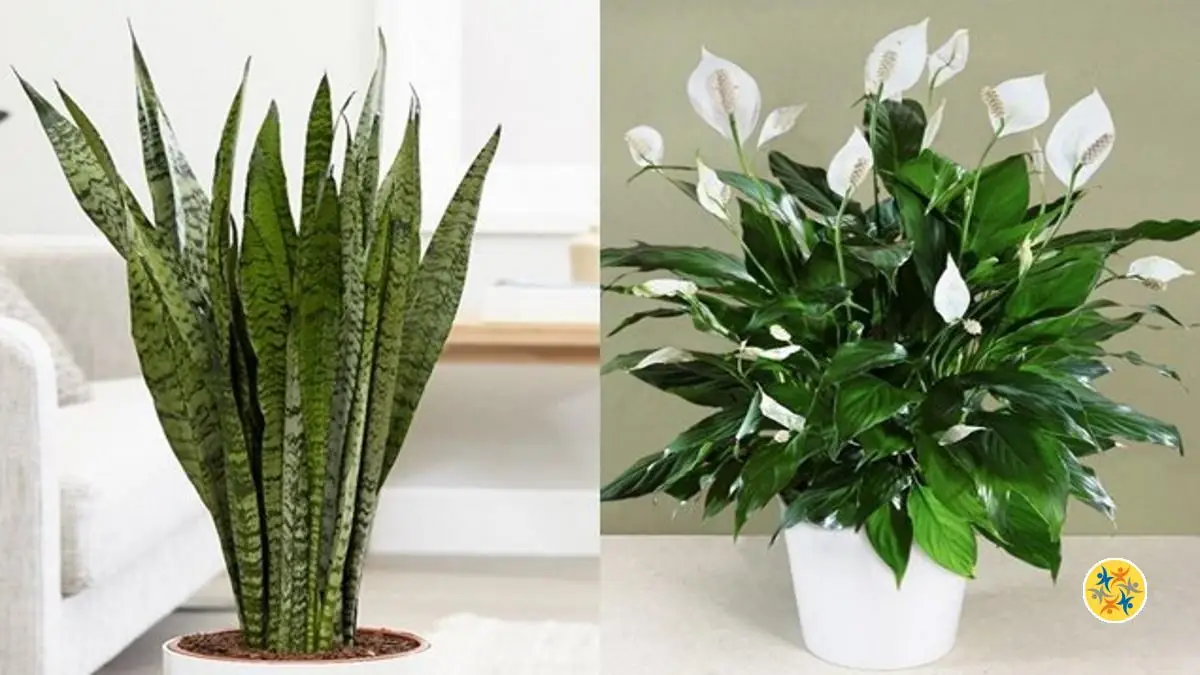 Faites de ces 5 Plantes un Allié pour Purifier votre Maison