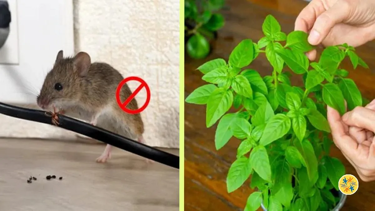Repousser les Rats Avec 4 Plantes Cultivables à la Maison