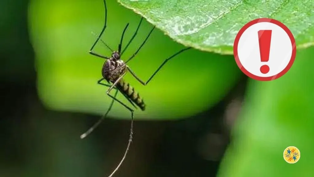Découvrez huit plantes répulsives pour repousser les moustiques