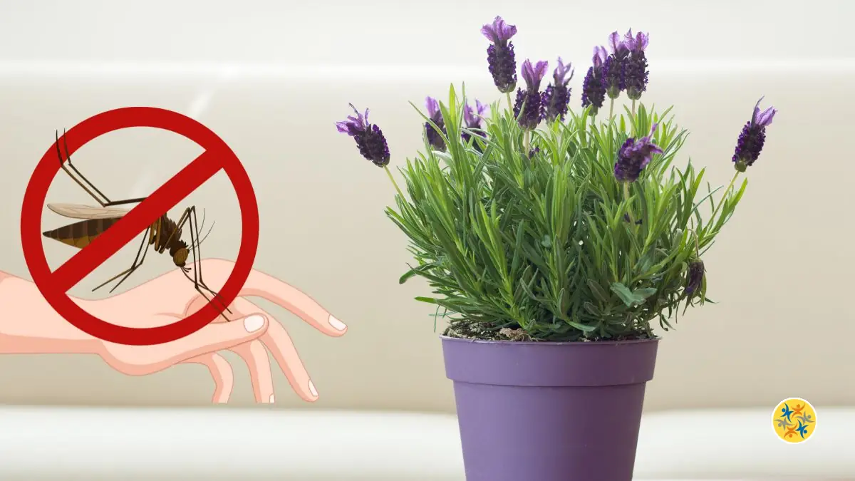 8 Plantes Répulsives Pour Dire Adieu Aux Insectes Naturellement