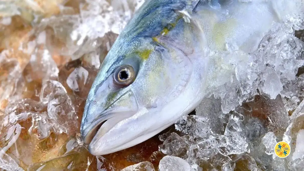 Comment Reconnaitre les Poissons Frais et Comment les Conserver