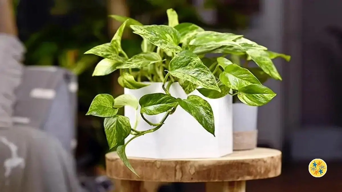 Eliminez la Poussière Avec Ces 3 Plantes d’Intérieur et Gardez Votre Maison Propre 7 Le pothos pour éliminer la poussière