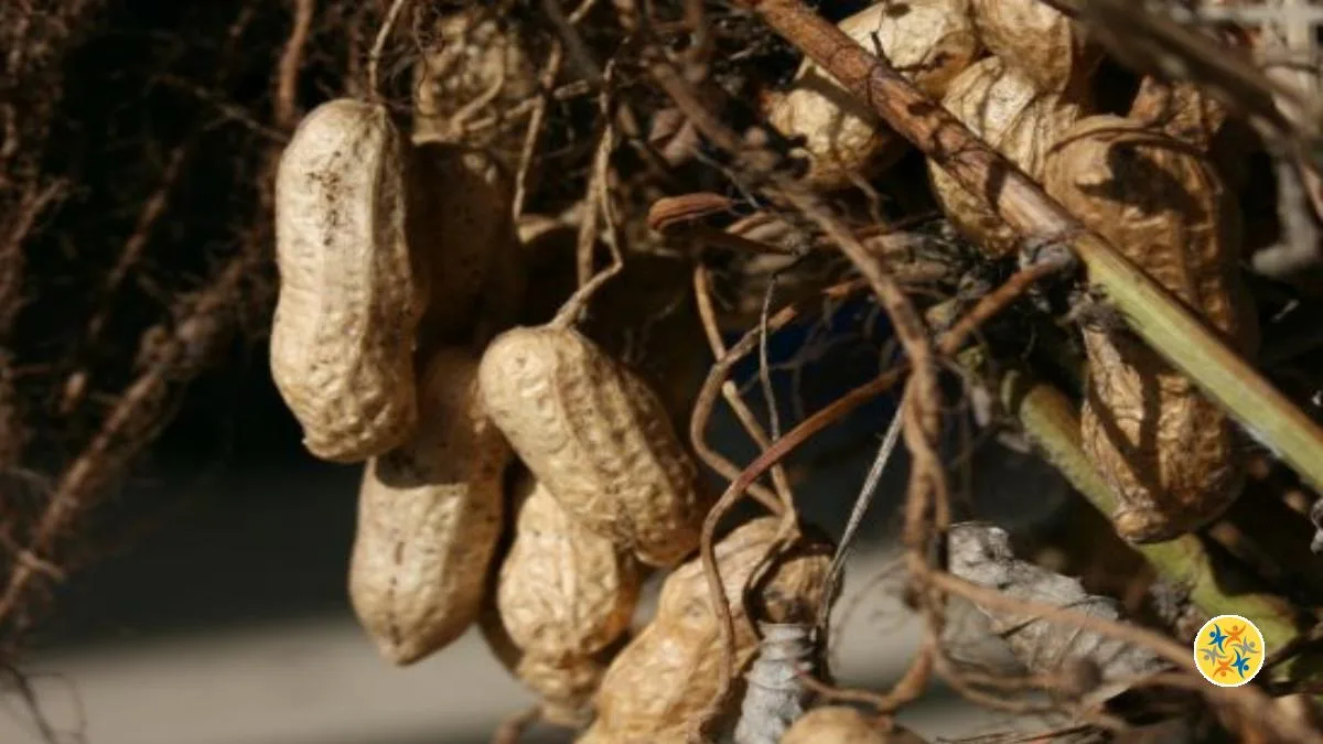 Stimulez la Pousse de vos Cacahuètes Maison en Suivant 4 Règles Générales