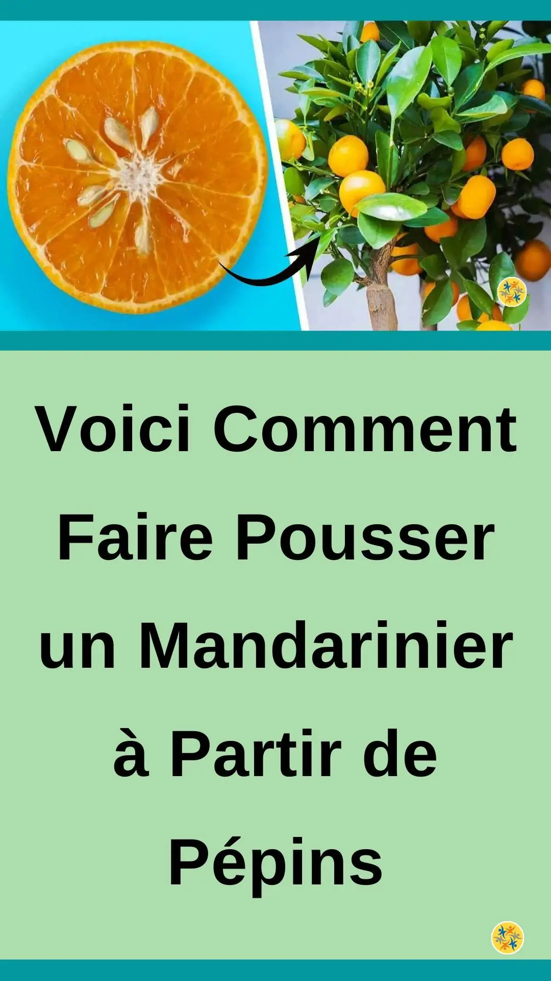 Procédure pour faire pousser un mandarinier à partir de pépins de mandarine
