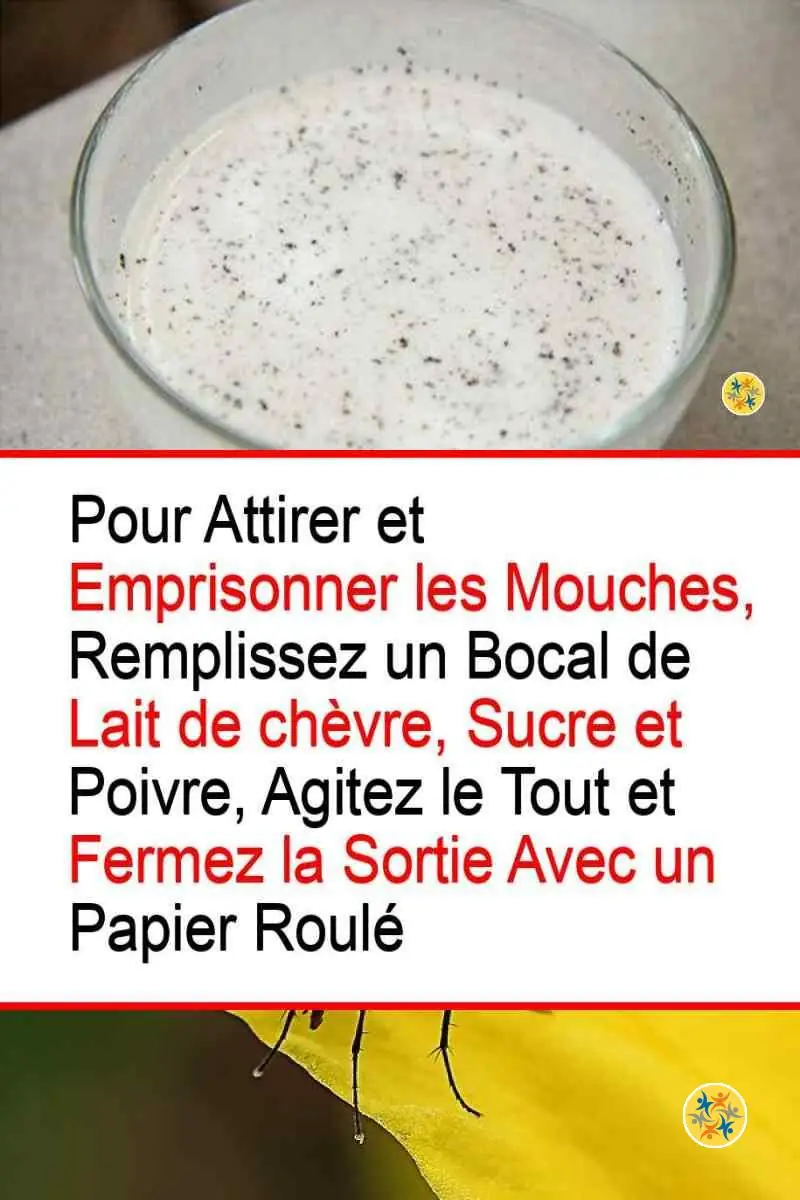 Suivez nos 3 Astuces Anti-mouches pour Oublier à Jamais ces Insectes 4 Pouvoir du lait de chèvre sur les mouches